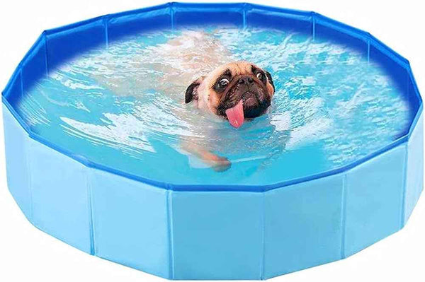As melhores piscina para seu pet no verão de 2024 - Mundo Animalito