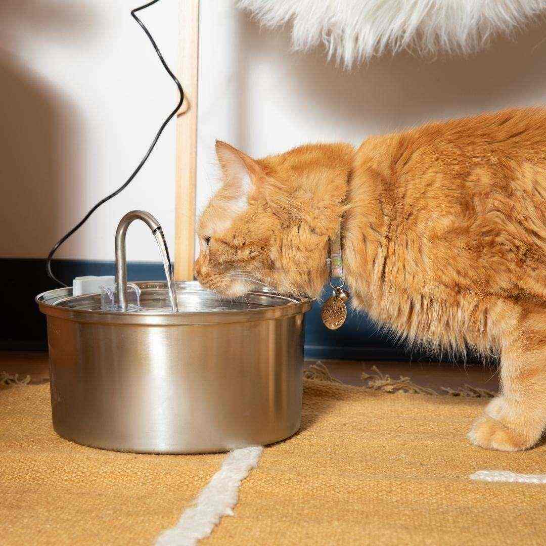 Bebedouro para Gatos Inoxidável de 3,2L - Fonte para Gatos - Mundo Animalito