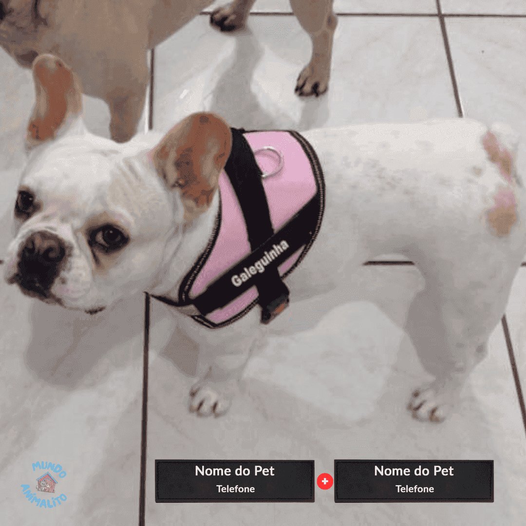 Coleira Peitoral Personalizada para Cachorros com Tags - Safe Buddy - Mundo Animalito