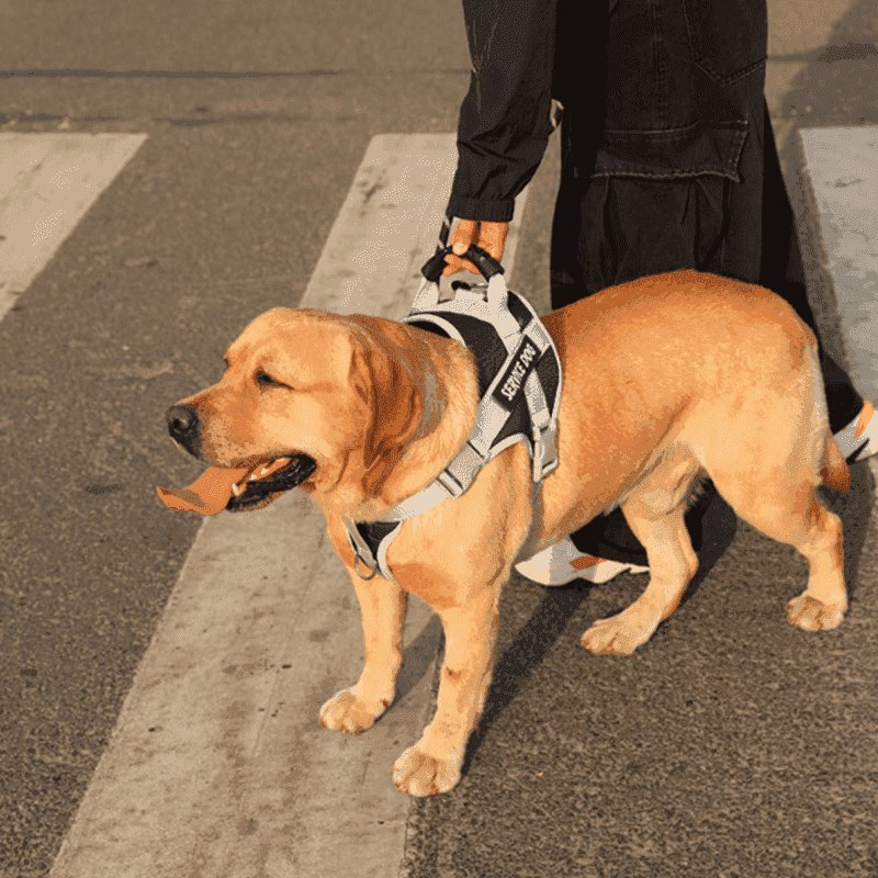 Peitoral Personalizado, Anti Puxão e Reforçado para Cachorros - Mundo Animalito